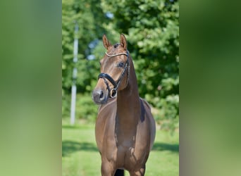 Oldenburger, Merrie, 4 Jaar, 167 cm, Bruin