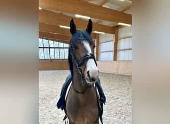 Oldenburger, Merrie, 4 Jaar, 167 cm, Bruin