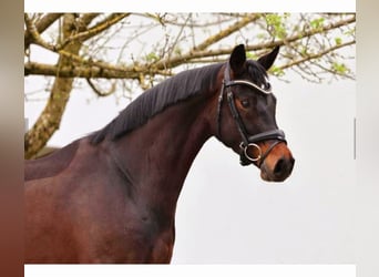 Oldenburger, Merrie, 4 Jaar, 167 cm, Bruin