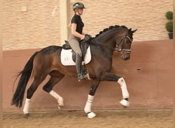 Oldenburger, Merrie, 4 Jaar, 167 cm, Donkerbruin