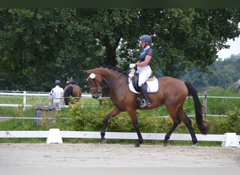 Oldenburger, Merrie, 4 Jaar, 167 cm