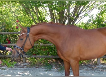 Oldenburger, Merrie, 4 Jaar, 167 cm, Vos