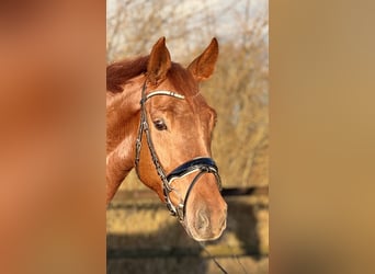 Oldenburger, Merrie, 4 Jaar, 167 cm, Vos