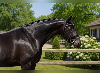 Oldenburger, Merrie, 4 Jaar, 167 cm, Zwartbruin