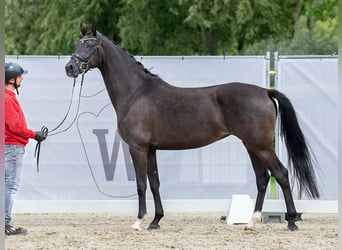 Oldenburger, Merrie, 4 Jaar, 167 cm, Zwartbruin
