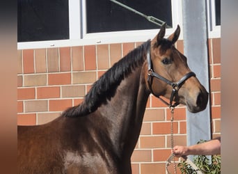 Oldenburger, Merrie, 4 Jaar, 168 cm, Bruin