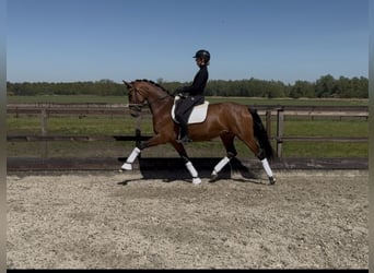 Oldenburger, Merrie, 4 Jaar, 168 cm, Bruin