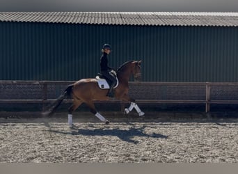 Oldenburger, Merrie, 4 Jaar, 168 cm, Bruin