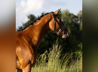 Oldenburger, Merrie, 4 Jaar, 168 cm, Bruin
