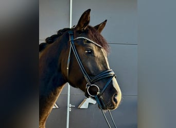 Oldenburger, Merrie, 4 Jaar, 168 cm, Bruin