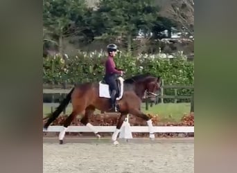 Oldenburger, Merrie, 4 Jaar, 168 cm, Donkerbruin