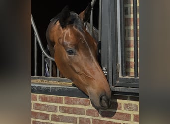 Oldenburger, Merrie, 4 Jaar, 168 cm, Donkerbruin