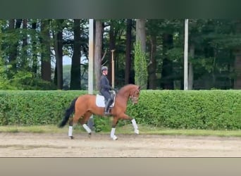 Oldenburger, Merrie, 4 Jaar, 168 cm