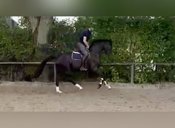 Oldenburger, Merrie, 4 Jaar, 168 cm