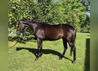 Oldenburger, Merrie, 4 Jaar, 168 cm, Zwart