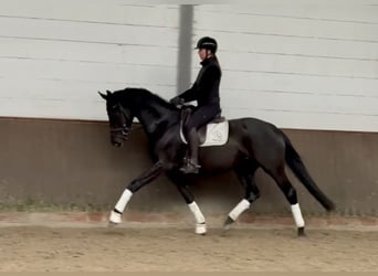 Oldenburger, Merrie, 4 Jaar, 168 cm, Zwart