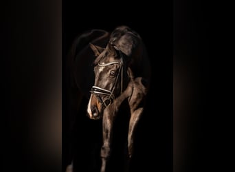 Oldenburger, Merrie, 4 Jaar, 168 cm, Zwartbruin