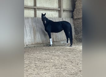 Oldenburger, Merrie, 4 Jaar, 168 cm, Zwartbruin