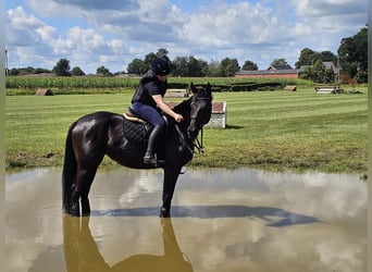 Oldenburger, Merrie, 4 Jaar, 168 cm, Zwartbruin