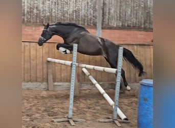 Oldenburger, Merrie, 4 Jaar, 168 cm, Zwartbruin