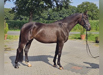 Oldenburger, Merrie, 4 Jaar, 168 cm, Zwartbruin