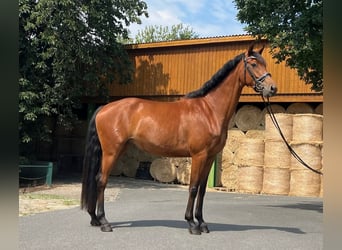 Oldenburger, Merrie, 4 Jaar, 169 cm, Bruin