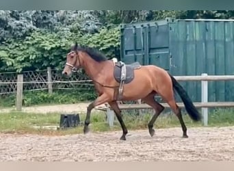 Oldenburger, Merrie, 4 Jaar, 169 cm, Bruin