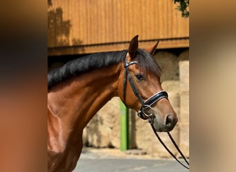 Oldenburger, Merrie, 4 Jaar, 169 cm, Bruin