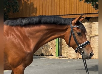 Oldenburger, Merrie, 4 Jaar, 169 cm, Bruin