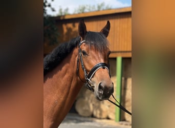 Oldenburger, Merrie, 4 Jaar, 169 cm, Bruin