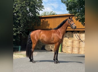 Oldenburger, Merrie, 4 Jaar, 169 cm, Bruin