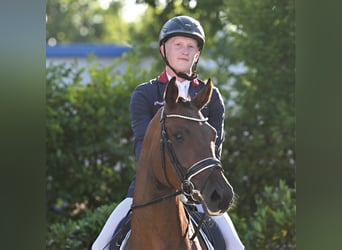 Oldenburger, Merrie, 4 Jaar, 169 cm, Bruin