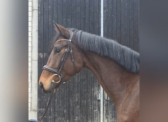 Oldenburger, Merrie, 4 Jaar, 169 cm, Bruin