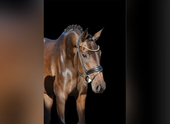 Oldenburger, Merrie, 4 Jaar, 169 cm, Donkerbruin