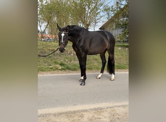 Oldenburger, Merrie, 4 Jaar, 169 cm, Donkerbruin