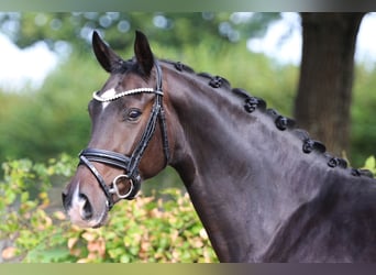 Oldenburger, Merrie, 4 Jaar, 169 cm, Donkerbruin