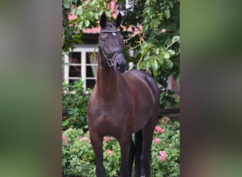 Oldenburger, Merrie, 4 Jaar, 169 cm, Zwart
