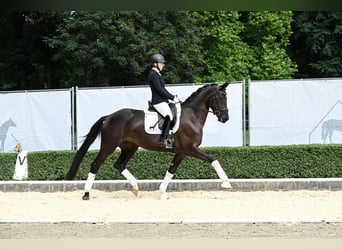 Oldenburger, Merrie, 4 Jaar, 169 cm, Zwart