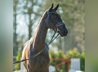 Oldenburger, Merrie, 4 Jaar, 169 cm, Zwart