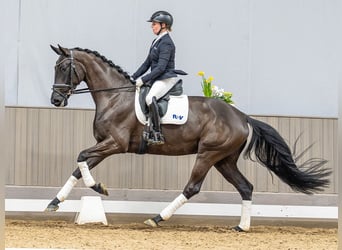 Oldenburger, Merrie, 4 Jaar, 169 cm, Zwart