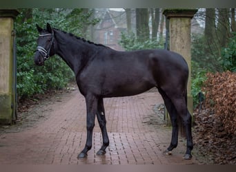 Oldenburger, Merrie, 4 Jaar, 169 cm, Zwart