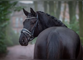 Oldenburger, Merrie, 4 Jaar, 169 cm, Zwart