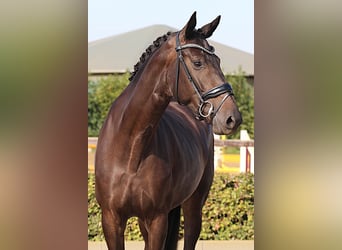 Oldenburger, Merrie, 4 Jaar, 169 cm, Zwartbruin