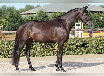 Oldenburger, Merrie, 4 Jaar, 169 cm, Zwartbruin