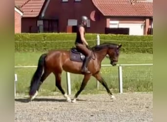 Oldenburger, Merrie, 4 Jaar, 170 cm, Bruin