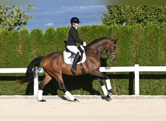 Oldenburger, Merrie, 4 Jaar, 170 cm, Bruin