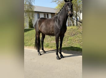 Oldenburger, Merrie, 4 Jaar, 170 cm, Bruin