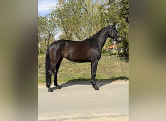 Oldenburger, Merrie, 4 Jaar, 170 cm, Bruin