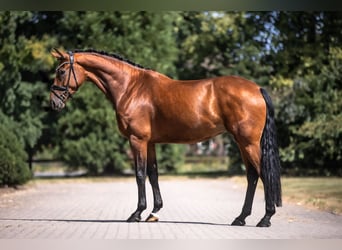 Oldenburger, Merrie, 4 Jaar, 170 cm, Bruin