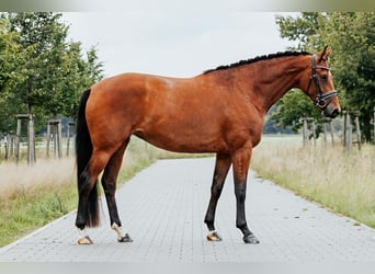 Oldenburger, Merrie, 4 Jaar, 170 cm, Bruin